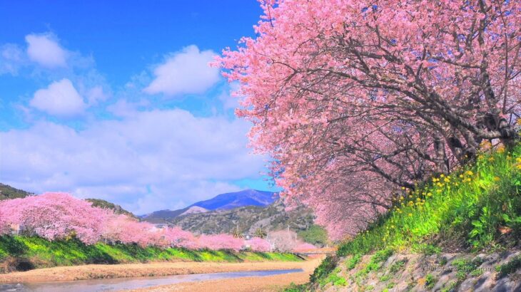 4K映像 桜の絶景「２月の伊豆は河津桜」本州一の早咲きの桜 日本の美しい四季 静岡県 河津町 2月中旬 お花見 自然風景