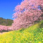 4K映像 桜の絶景「みなみの桜（河津桜）と菜の花まつり」本州でもっとも早く春を感じる 静岡県 南伊豆町 日本の美しい四季町 2月中旬 お花見 自然風景