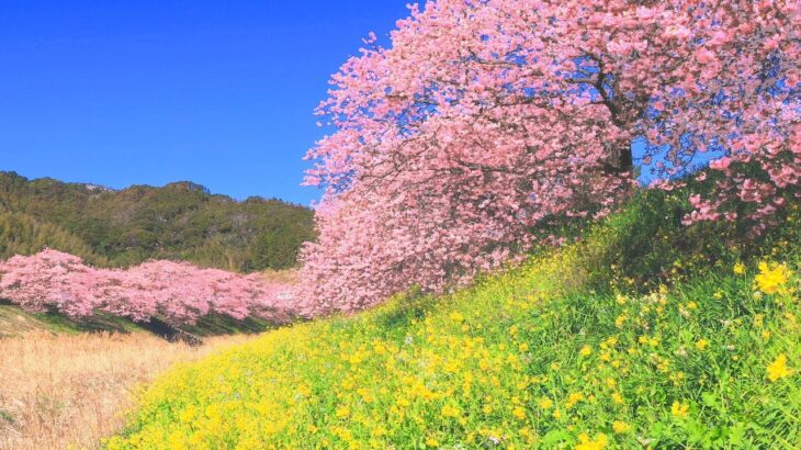 4K映像 桜の絶景「みなみの桜（河津桜）と菜の花まつり」本州でもっとも早く春を感じる 静岡県 南伊豆町 日本の美しい四季町 2月中旬 お花見 自然風景