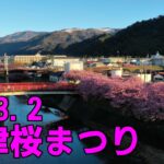 （ドローン空撮）令和5年2月 河津桜まつり　満開　Aerial drone photography cherry blossom festival full bloom From Japan