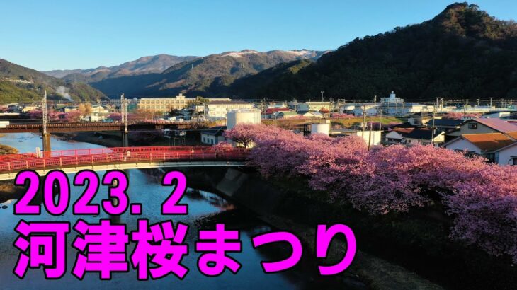 （ドローン空撮）令和5年2月 河津桜まつり　満開　Aerial drone photography cherry blossom festival full bloom From Japan