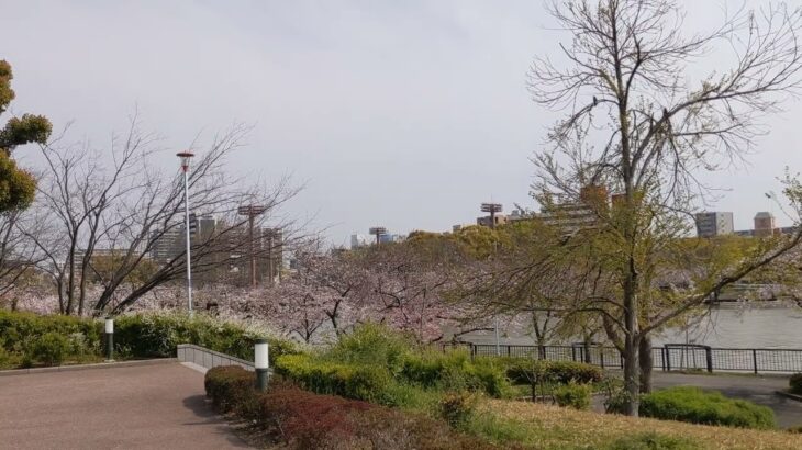 【ASMR】桜が咲く風景と鳥のさえずり【4K動画】