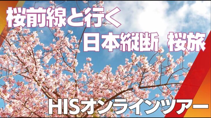 桜前線と一緒に日本縦断！今年も花見ツアーやります！！【一目千本桜/錦帯橋 他】/HIS オンラインツアー