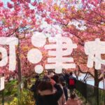 『Hokkaido x Tokyo』靜岡伊豆 – 河津櫻｜飛越絕美風景：無與倫比的無人機拍攝！