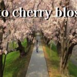 京都 背割堤 の 桜 並木 Japan KYOTO  Beautiful Cherry blossom 2021 Japanese Sakura