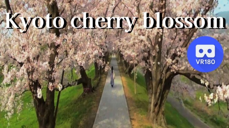 京都 背割堤 の 桜 並木 Japan KYOTO  Beautiful Cherry blossom 2021 Japanese Sakura