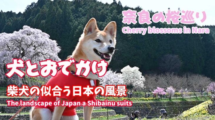柴犬が似合う桜の風景　明日香と宇陀の又兵衛桜