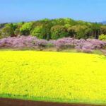 ドローン 空撮 🚀 過去撮影  宮崎県西都市西都原　桜と菜の花