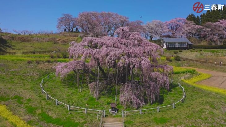 มิฮารุ ทากิซากุระ  － 三春滝桜【ドローン空撮映像タイ語字幕】－