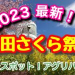 松田の桜祭りに行ってきました。#河津桜#松田桜祭り#アグリパーク