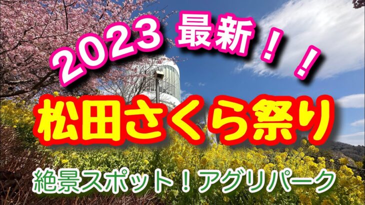 松田の桜祭りに行ってきました。#河津桜#松田桜祭り#アグリパーク