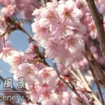春の小川の河津桜｜愛媛の風景（006）｜2023.03.10/Kawazu cherry blossoms in spring stream