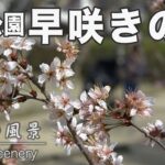 道後公園の早咲きの桜｜愛媛の風景（007）｜2023.03.12/Early blooming cherry blossoms in Dogo Park