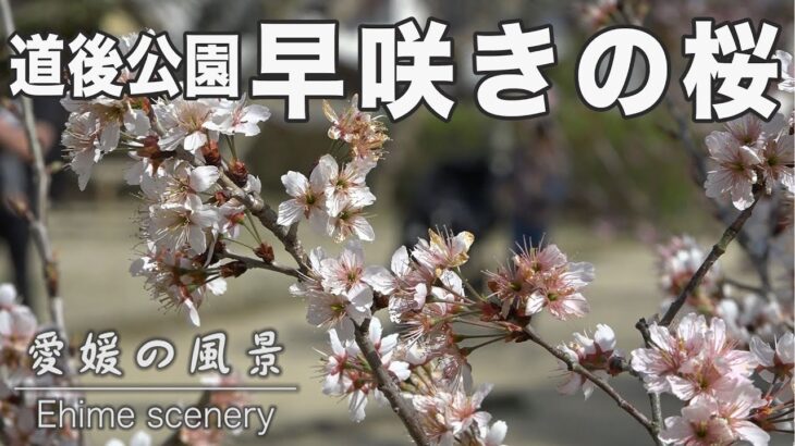 道後公園の早咲きの桜｜愛媛の風景（007）｜2023.03.12/Early blooming cherry blossoms in Dogo Park