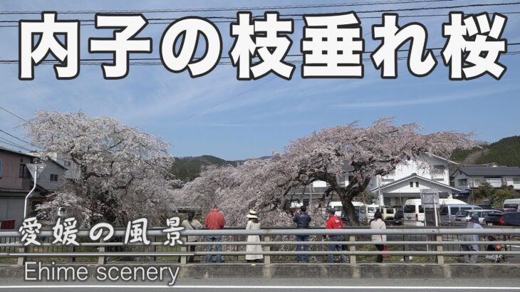 満開で見頃の内子町郷之谷川のしだれ桜｜愛媛の風景（010）｜2023.03.21/Weeping cherry blossoms on Gonotani River in full bloom