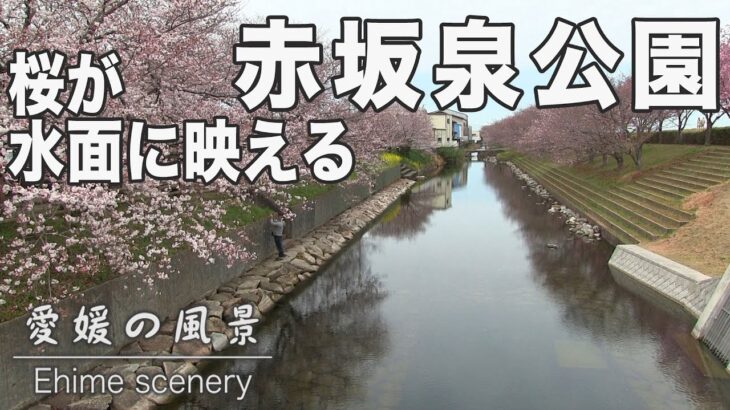 水面に映る桜が美しい！砥部町赤坂泉公園｜愛媛の風景（012）｜2023.03.23/