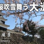 満開で春風に桜吹雪舞う大洲城｜愛媛の風景（013）｜2023.03.24/Ozu Castle with cherry blossoms in full bloom
