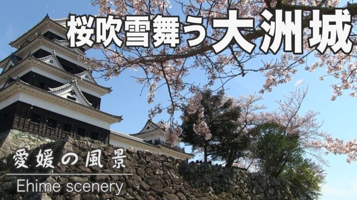 満開で春風に桜吹雪舞う大洲城｜愛媛の風景（013）｜2023.03.24/Ozu Castle with cherry blossoms in full bloom