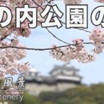 松山市の堀の内公園は桜が満開！｜愛媛の風景（014）｜2023.03.27/Cherry blossoms are in full bloom at Horinouchi Park in!