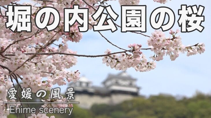 松山市の堀の内公園は桜が満開！｜愛媛の風景（014）｜2023.03.27/Cherry blossoms are in full bloom at Horinouchi Park in!