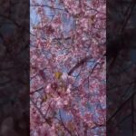 #桜の季節#今年は桜たくさん撮影したいな😊#今日の1枚#自然の風景