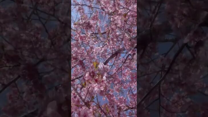 #桜の季節#今年は桜たくさん撮影したいな😊#今日の1枚#自然の風景