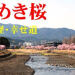 2023春めき桜（春木径・幸せ道は川沿い桜並木です）