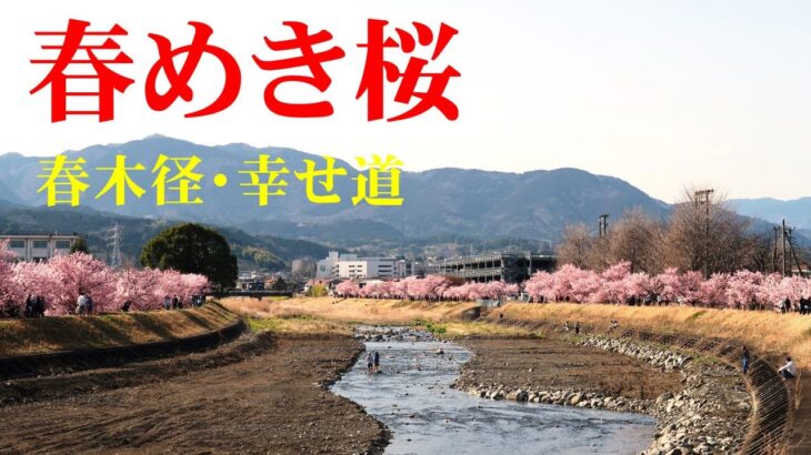 2023春めき桜（春木径・幸せ道は川沿い桜並木です）
