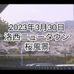 洛西ニュータウン桜風景2023年 3月30日