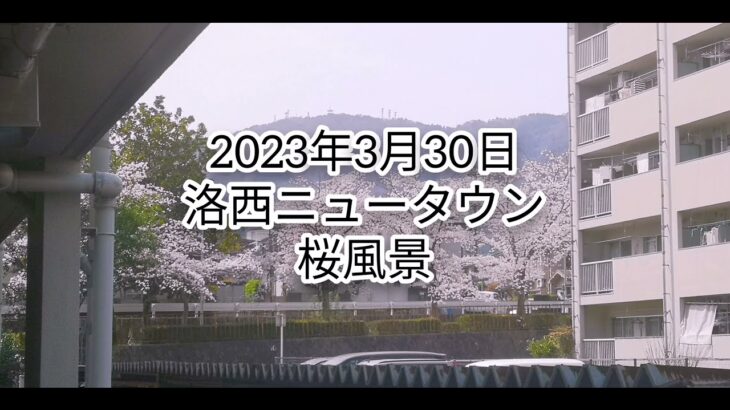 洛西ニュータウン桜風景2023年 3月30日