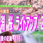 千鳥ヶ淵　桜　ライトアップ 2023  【Chidorigafuchi is lit up spring time in Tokyo】