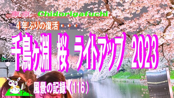 千鳥ヶ淵　桜　ライトアップ 2023  【Chidorigafuchi is lit up spring time in Tokyo】