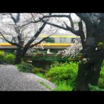 水辺の散策路（宿河原堤桜並木）2023.3.26