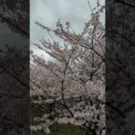 小松川　千本桜　お花見　手動ドローン映像　2023/03/27