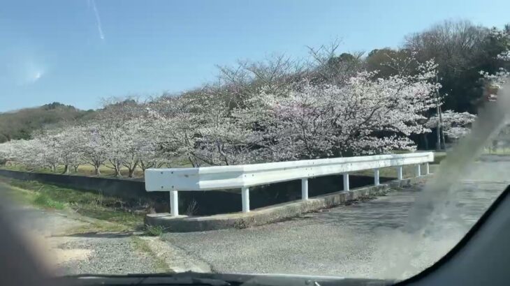 20230329桜風景