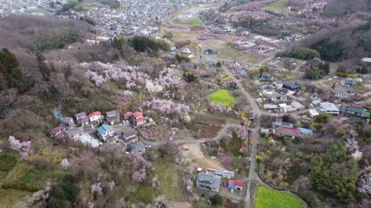 春爛漫　花見山　ドローン空撮　2023年3月28日