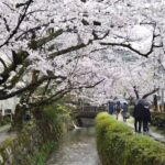 23年3月26日 雨の降る桜風景の京都を歩く 法然院,琵琶湖疏水,哲学の道,銀閣寺,白川通今出川 Walk around Kyoto city,Japan vlog