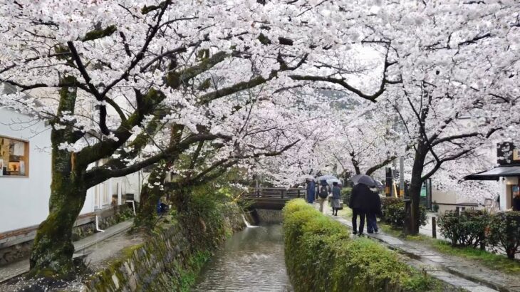 23年3月26日 雨の降る桜風景の京都を歩く 法然院,琵琶湖疏水,哲学の道,銀閣寺,白川通今出川 Walk around Kyoto city,Japan vlog