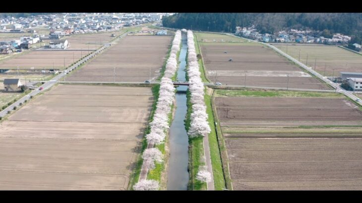 【桜 お花見】岐阜県山県市大桑をドローン空撮で2km以上にわたる桜並木を空撮！