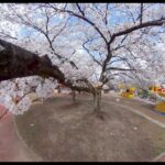 いわき松ヶ丘公園の桜360°VR