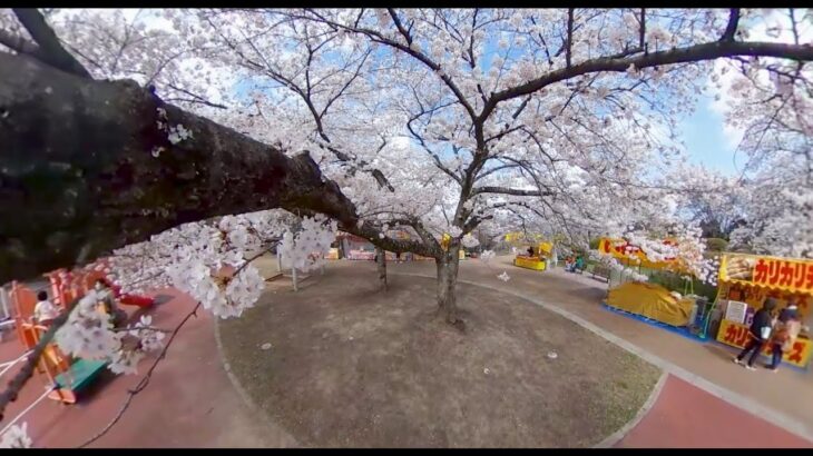 いわき松ヶ丘公園の桜360°VR