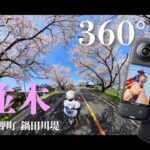 【360度VR】Insta360X3で桜並木を走る！中華モンキー125cc/三重県木曽岬町鍋田川堤【MicchiVlog/558】