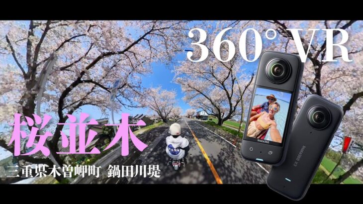 【360度VR】Insta360X3で桜並木を走る！中華モンキー125cc/三重県木曽岬町鍋田川堤【MicchiVlog/558】