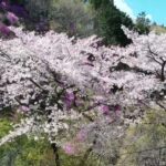 432Hz Piansit KUNIKOと越生の桜2019年のドローン映像