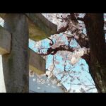 厳島（宮島）桜風景 点描　カメラテスト~その２　２０２３.３.２８ 4K