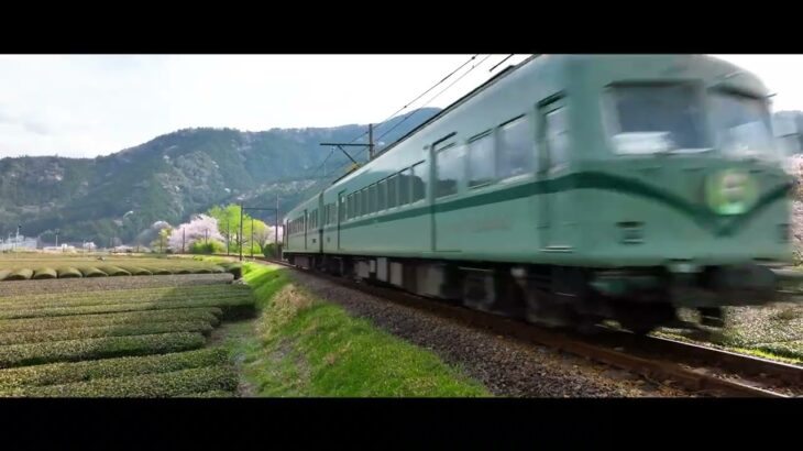 桜トンネル 【川根 4K】 2023 ドローン撮影  静岡県島田市 大井川鐡道