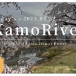 〓 4K 〓 2023.03.22.  KYOTO KAMO RIVER. 京都 鴨川 正面橋  七条 桜 開花情報 cherry blossom