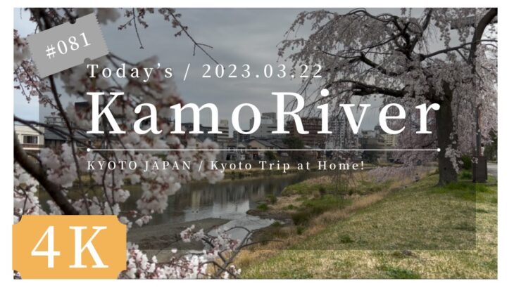 〓 4K 〓 2023.03.22.  KYOTO KAMO RIVER. 京都 鴨川 正面橋  七条 桜 開花情報 cherry blossom