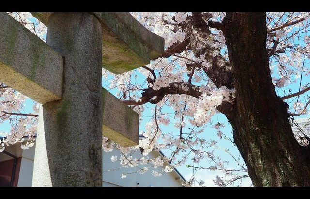 厳島（宮島）桜風景 点描　カメラテスト~その２　２０２３.３.２８ 4K