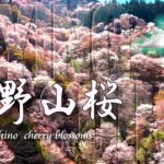 【ドローン 空撮 4K】🌸吉野山桜 ：Drone Aerial Yoshino Cherry blossoms